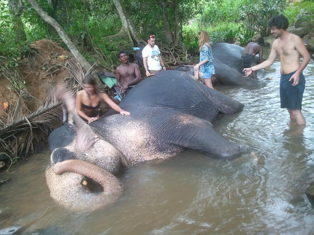 Jungle Village Homestay بينافالا المظهر الخارجي الصورة
