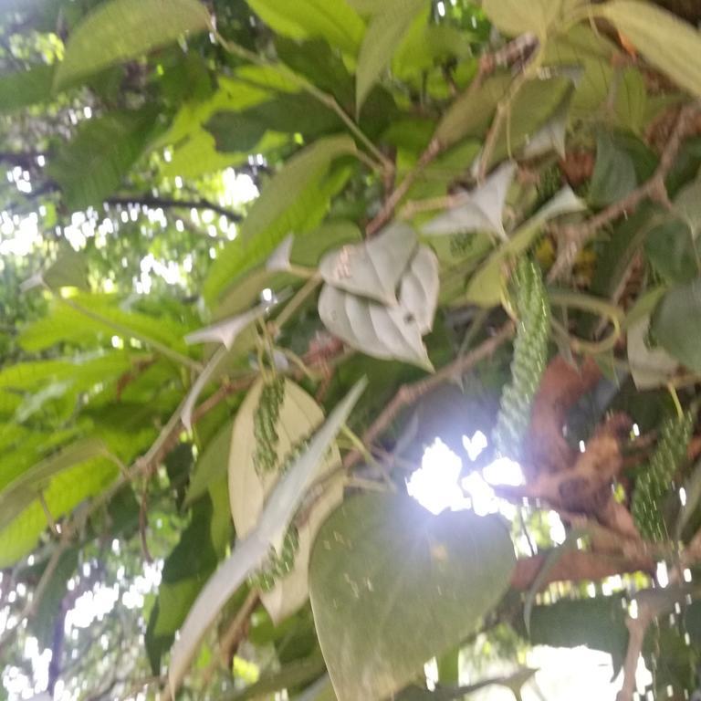 Jungle Village Homestay بينافالا المظهر الخارجي الصورة