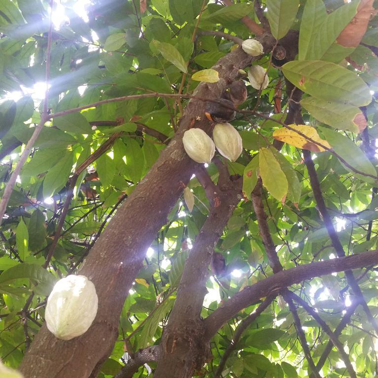 Jungle Village Homestay بينافالا المظهر الخارجي الصورة